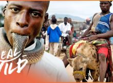 The Mysterious Animal Gangs Of Nigeria | Hyena Men | Real Wild